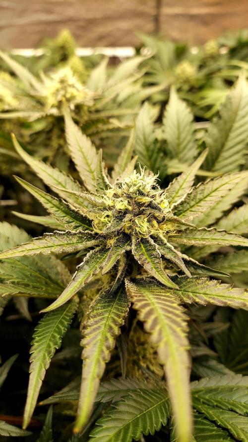 The Garden 2026-1 -- MSNL Kush Mints. Week 11 - KM4