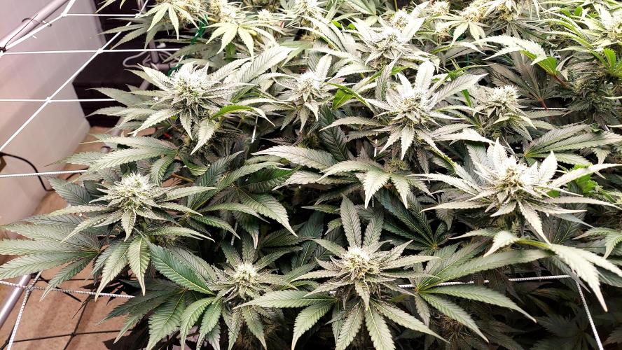 The Garden 2026-1 -- MSNL Animal Mints. Week 11 - AM1