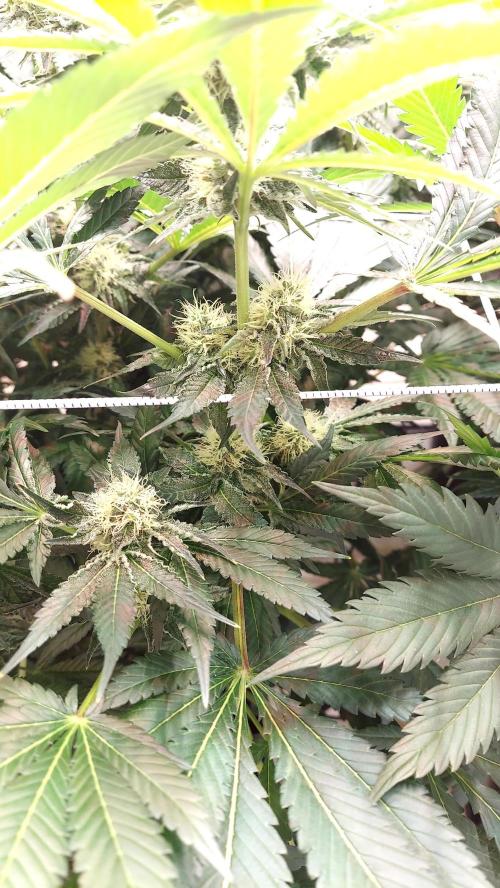 The Garden 2026-1 -- MSNL Animal Mints. Week 11 - AM1