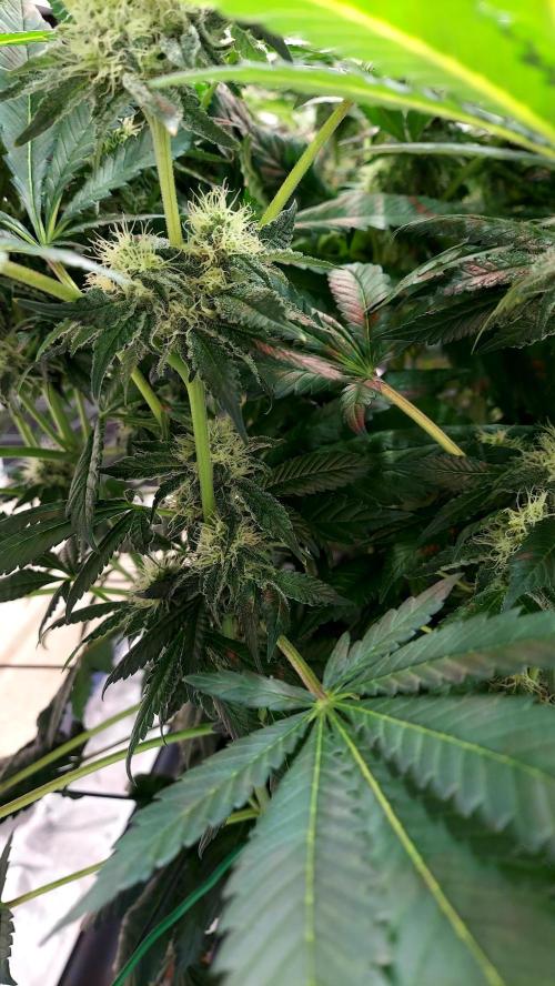 The Garden 2026-1 -- MSNL Animal Mints. Week 11 - AM1