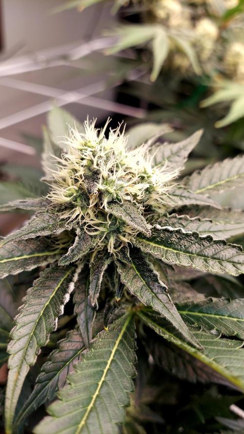 The Garden 2026-1 -- MSNL Animal Mints. Week 11 - AM1