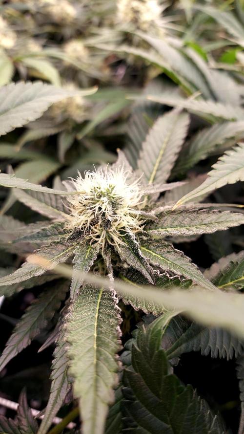 The Garden 2026-1 -- MSNL Animal Mints. Week 11 - AM1