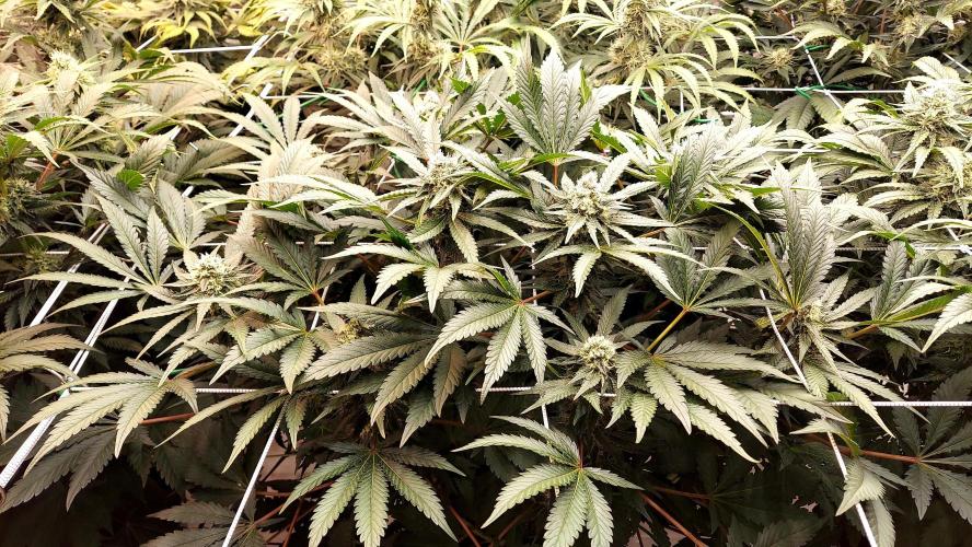 The Garden 2026-1 -- MSNL Animal Mints. Week 11 - AM2