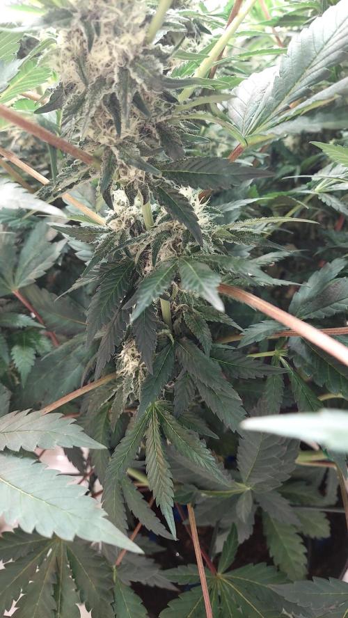 The Garden 2026-1 -- MSNL Animal Mints. Week 11 - AM2