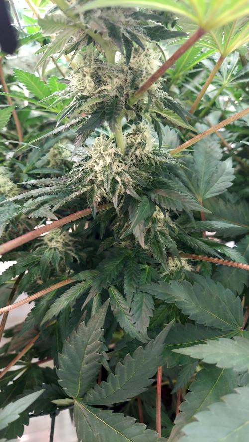 The Garden 2026-1 -- MSNL Animal Mints. Week 11 - AM2