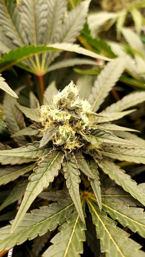 The Garden 2026-1 -- MSNL Animal Mints. Week 11 - AM2