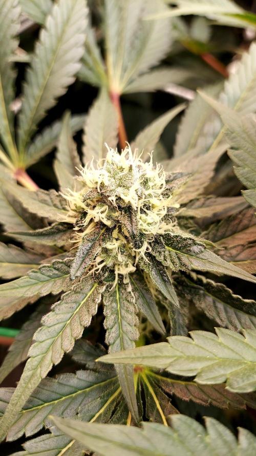 The Garden 2026-1 -- MSNL Animal Mints. Week 11 - AM2