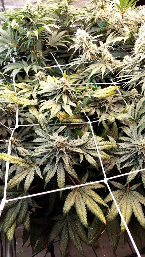 The Garden 2026-1 -- MSNL Animal Mints. Week 11 - AM3 - She got crowded by the MM's HST.