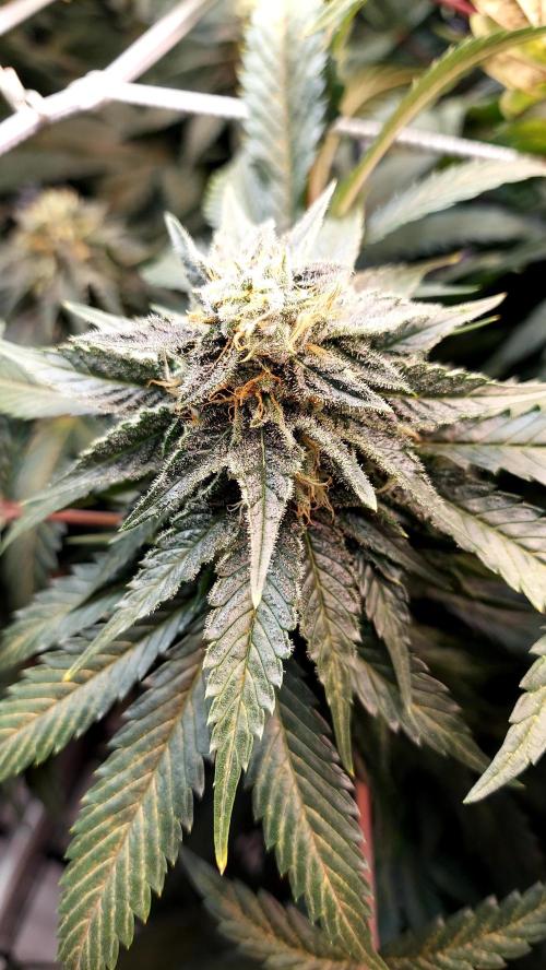 The Garden 2026-1 -- MSNL Animal Mints. Week 11 - AM3