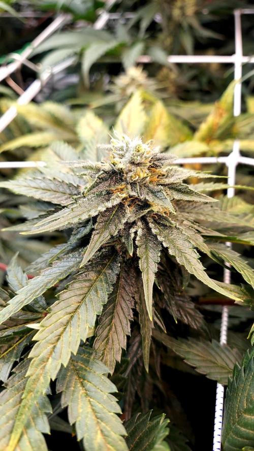 The Garden 2026-1 -- MSNL Animal Mints. Week 11 - AM3