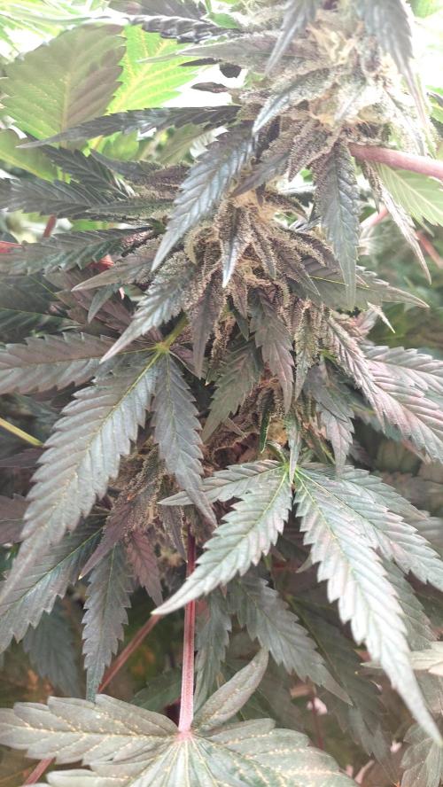 The Garden 2026-1 -- MSNL Animal Mints. Week 11 - AM3