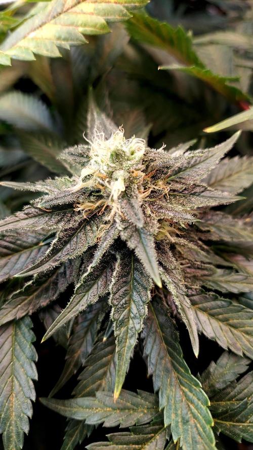 The Garden 2026-1 -- MSNL Animal Mints. Week 11 - AM3