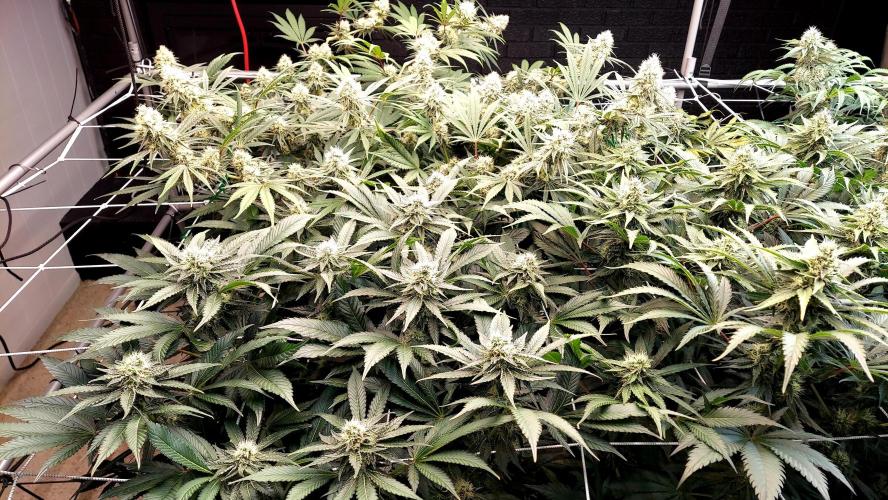 The Garden 2026-1 - HSC Mountaintop Mint. Week 11 - 77 days / 38 flower