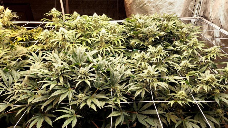 The Garden 2026-1 - HSC Mountaintop Mint. Week 11 - 77 days / 38 flower