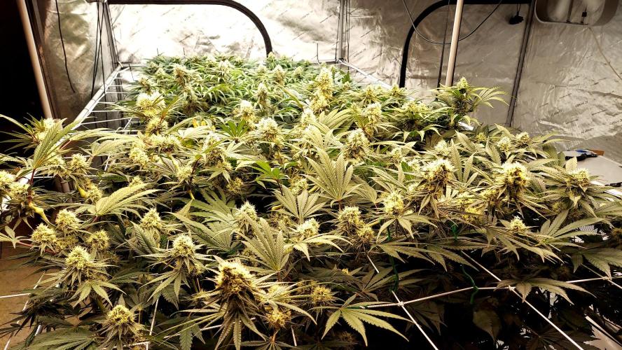 The Garden 2026-1 - HSC Mountaintop Mint. Week 11 - 77 days / 38 flower