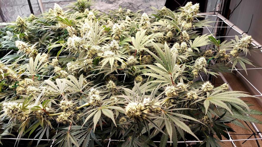 The Garden 2026-1 - HSC Mountaintop Mint. Week 11 - MM