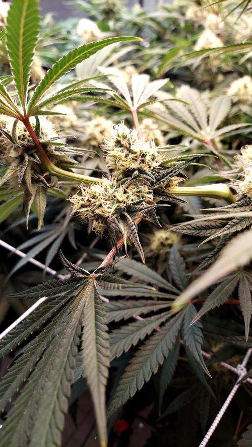 The Garden 2026-1 - HSC Mountaintop Mint. Week 11 - MM