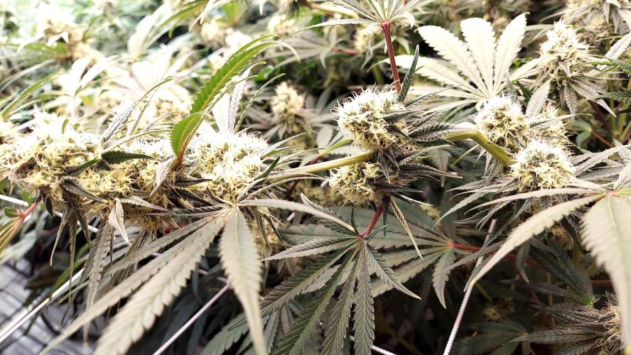 The Garden 2026-1 - HSC Mountaintop Mint. Week 11 - MM