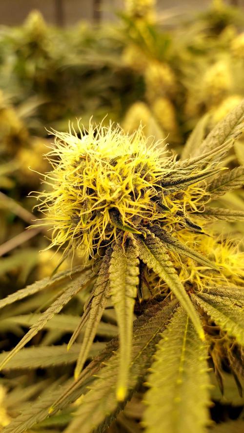 The Garden 2026-1 - HSC Mountaintop Mint. Week 11 - MM