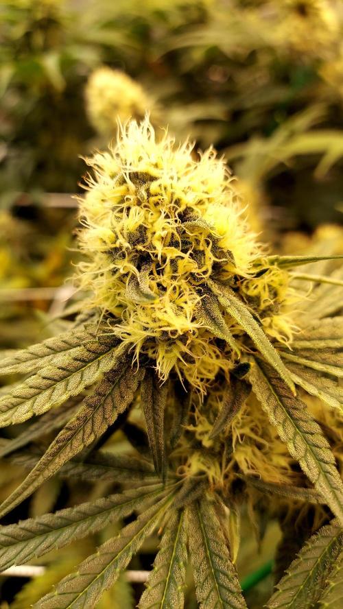 The Garden 2026-1 - HSC Mountaintop Mint. Week 11 - MM