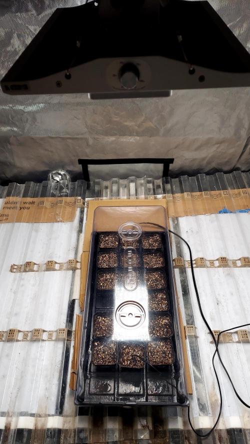 Garden 2026-2 - MSNL Pineapple Express. Week 0