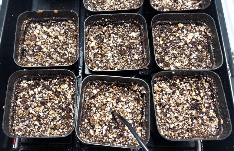 Garden 2026-2 - MSNL Pineapple Express. Week 0 - 5 + thermostat