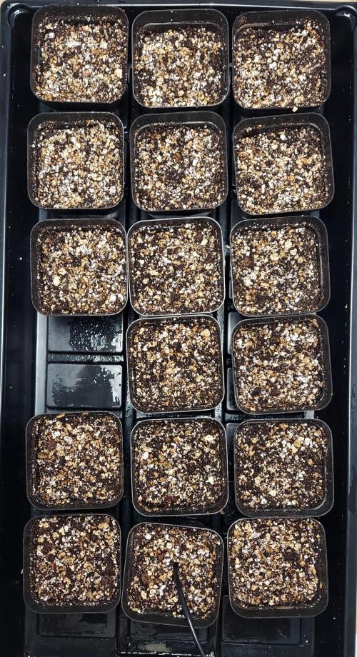 The Garden 2026-2 - MSNL Blue Cookies. Week 0 - Middle 5