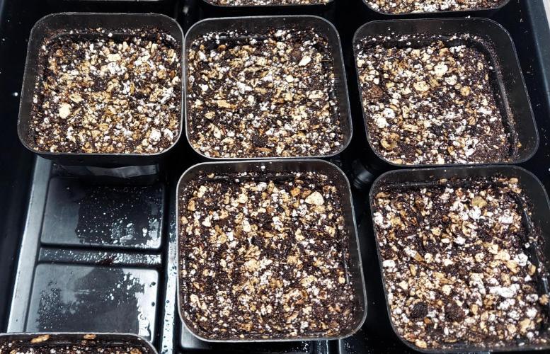 The Garden 2026-2- HSC Vanilla Creme Pie. Week 0