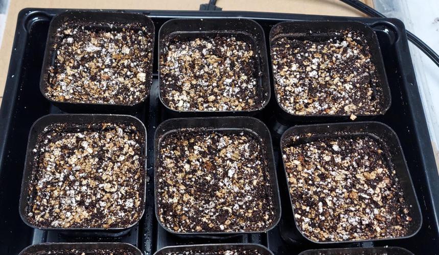 The Garden 2026-2- HSC Vanilla Creme Pie. Week 0