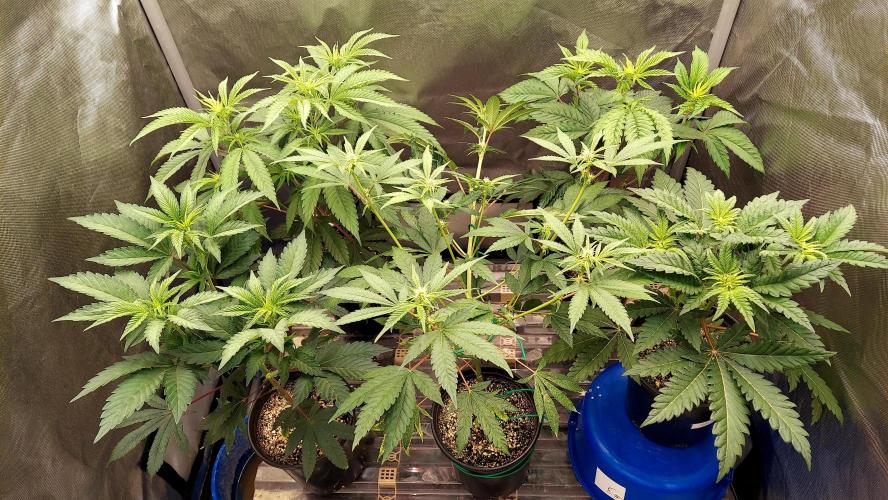 The Garden 2026-1A - MSNL Fem Breeding. Week 4