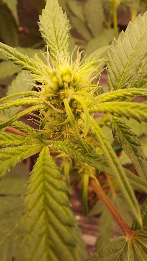 The Garden 2026-1A - MSNL Fem Breeding. Week 4