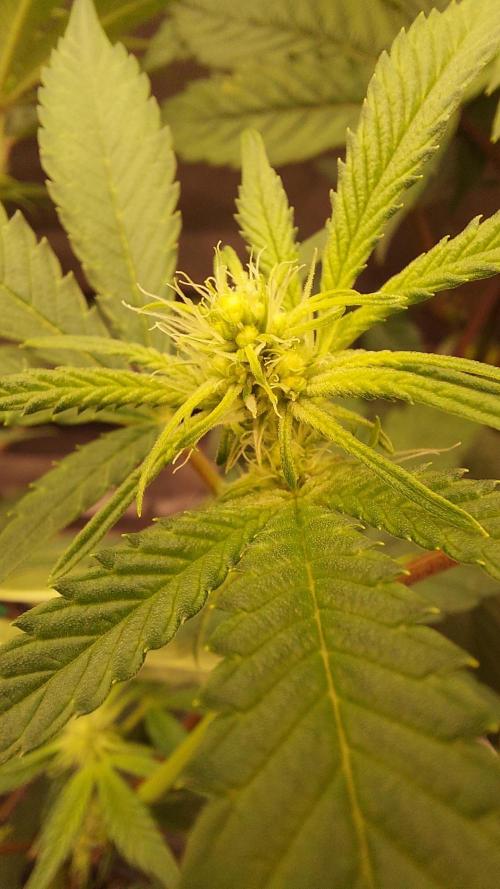 The Garden 2026-1A - MSNL Fem Breeding. Week 4