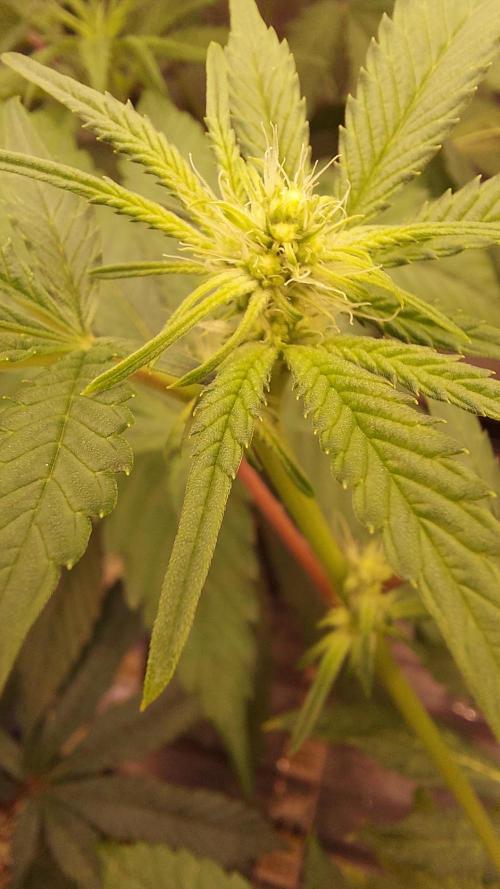 The Garden 2026-1A - MSNL Fem Breeding. Week 4