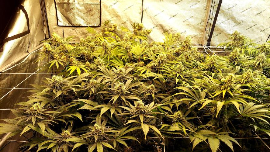 The Garden 2026-1 - HSC Mountaintop Mint. Week 12