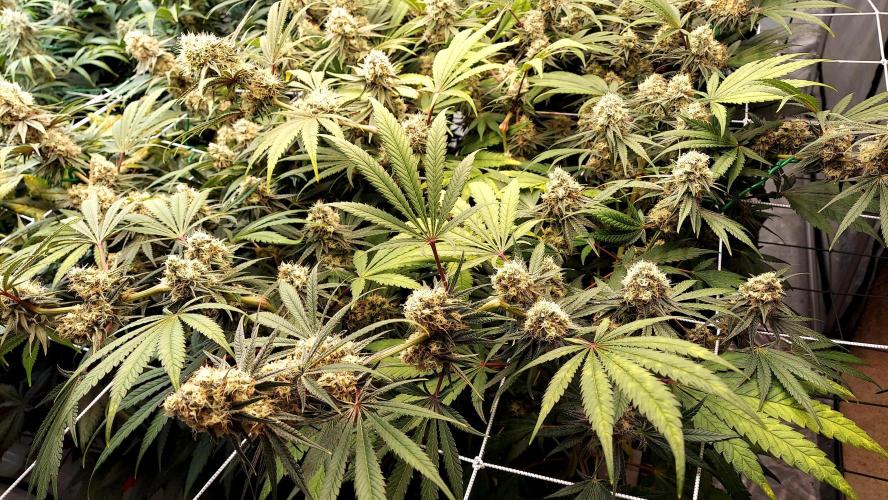 The Garden 2026-1 - HSC Mountaintop Mint. Week 12