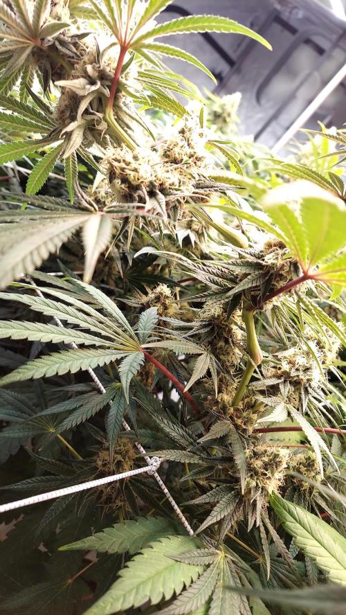 The Garden 2026-1 - HSC Mountaintop Mint. Week 12