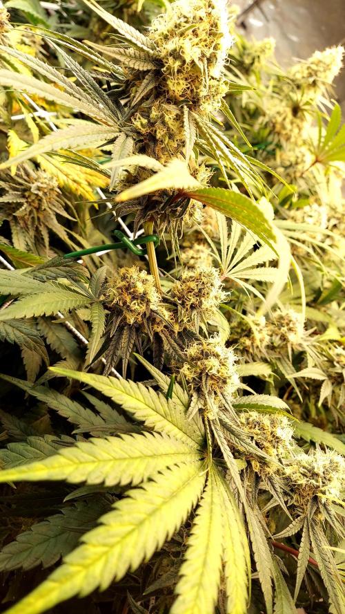 The Garden 2026-1 - HSC Mountaintop Mint. Week 12