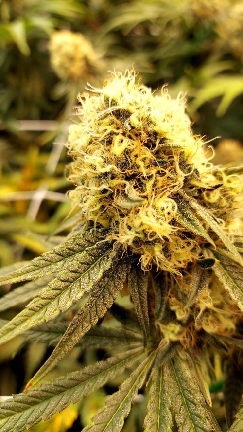 The Garden 2026-1 - HSC Mountaintop Mint. Week 12