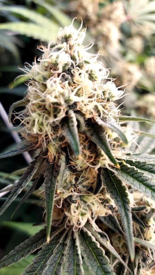 The Garden 2026-1 - HSC Mountaintop Mint. Week 12