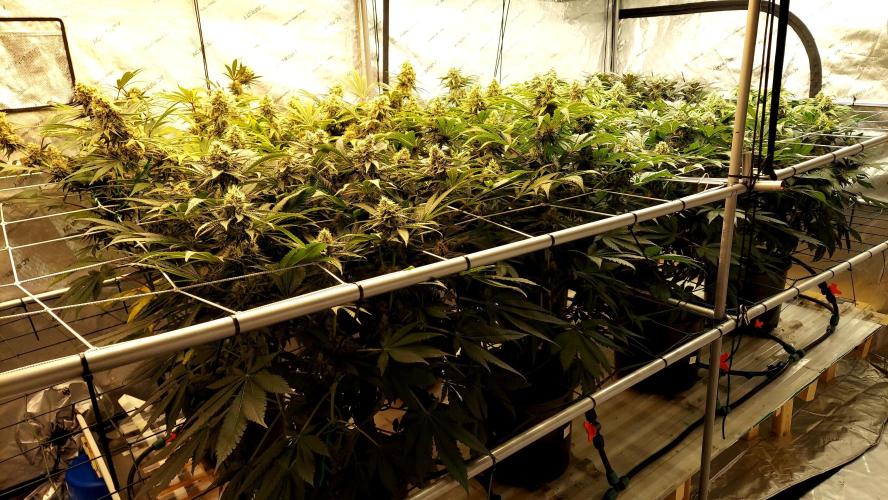 The Garden 2026-1 -- MSNL Kush Mints. Week 12