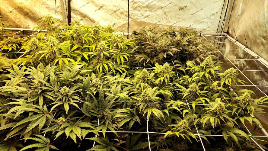 The Garden 2026-1 -- MSNL Kush Mints. Week 12