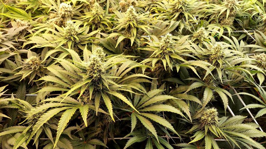 The Garden 2026-1 -- MSNL Kush Mints. Week 12 - KM1