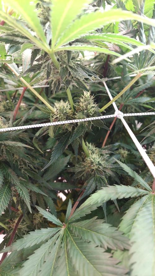 The Garden 2026-1 -- MSNL Kush Mints. Week 12 - KM1