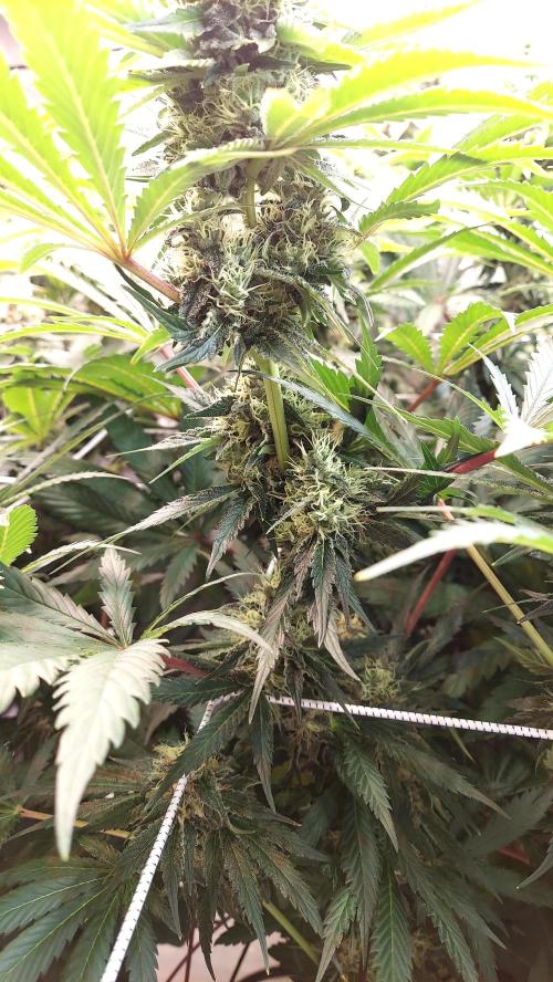 The Garden 2026-1 -- MSNL Kush Mints. Week 12 - KM1