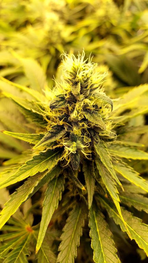 The Garden 2026-1 -- MSNL Kush Mints. Week 12 - KM1