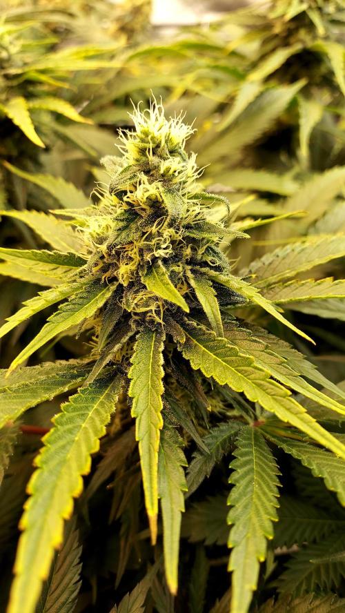 The Garden 2026-1 -- MSNL Kush Mints. Week 12 - KM1