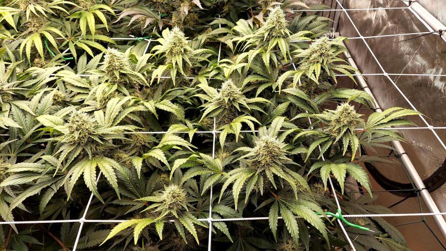 The Garden 2026-1 -- MSNL Kush Mints. Week 12 - KM2