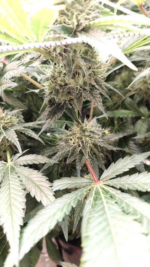 The Garden 2026-1 -- MSNL Kush Mints. Week 12 - KM2