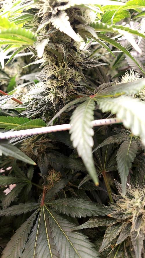 The Garden 2026-1 -- MSNL Kush Mints. Week 12 - KM2