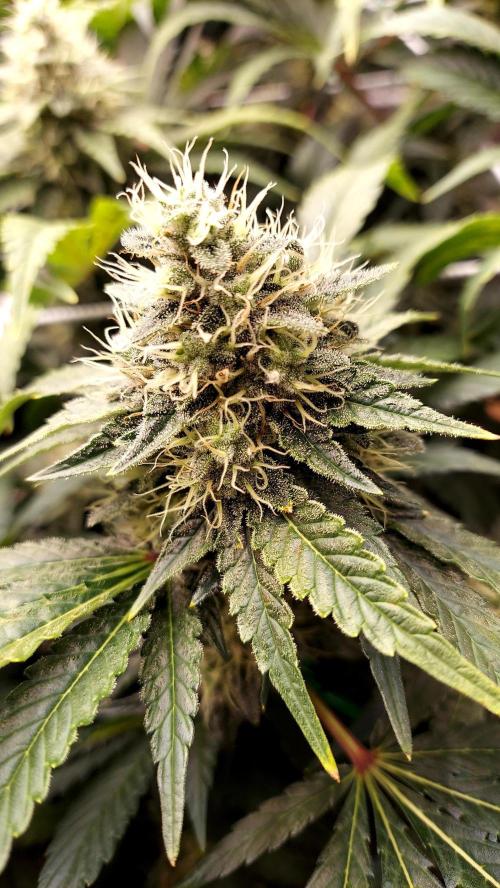 The Garden 2026-1 -- MSNL Kush Mints. Week 12 - KM2